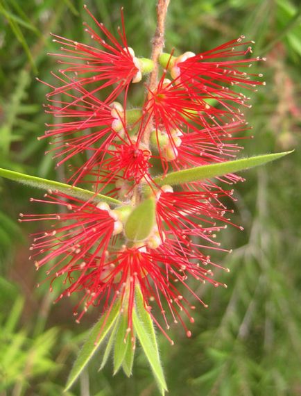 Callistemon (callistemon)