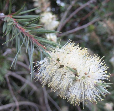 Callistemon (callistemon)