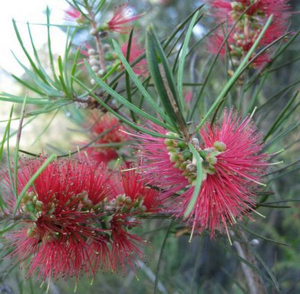 Callistemon (callistemon)