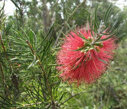 Callistemon (callistemon)