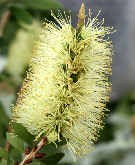 Callistemon (callistemon)