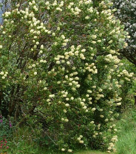 Callistemon (callistemon)