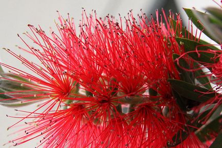 Callistemon (callistemon)