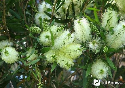 Îngrijirea florilor de la Kallistemon la domiciliu