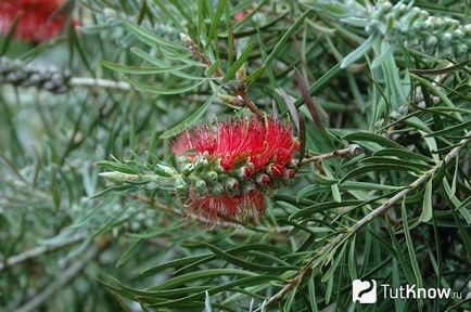 Îngrijirea florilor de la Kallistemon la domiciliu