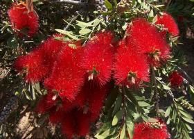 Callistemon virág otthoni gondozást