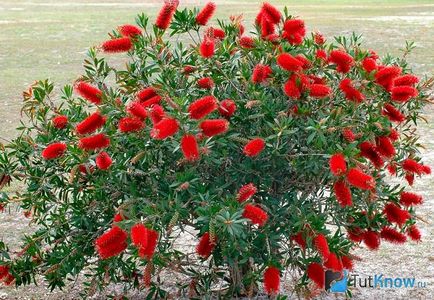 Callistemon virág otthoni gondozást