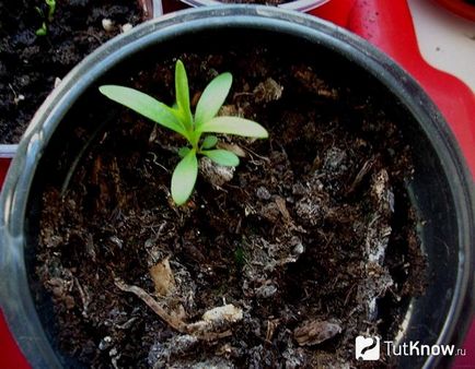 Îngrijirea florilor de la Kallistemon la domiciliu