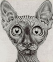 Sphynx canadian în seria populară - prieteni - șobolan Don Sphynx