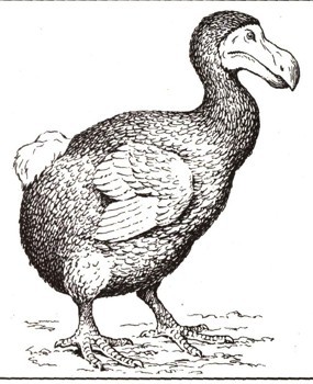 Linnaeus (Carl) Carl Linnaeus