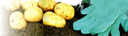 Condiții de creștere a cartofului