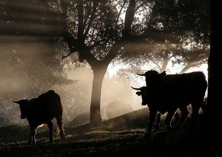 Ce face o turma de vaci sau tauri, interpretarea viselor