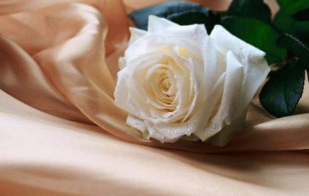 De ce sunt visate trandafirii albi
