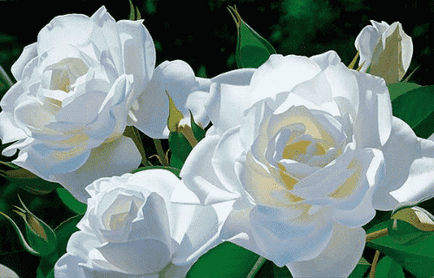 До чого сняться білі троянди