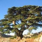 Cedar, tratamentul cedrului - fi sanatos