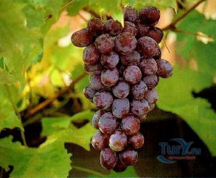 Кислоти винограду властивості, різновиди