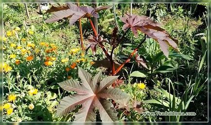 Рицина (фото) посадка і вирощування, сайт про сад, дачі і кімнатних рослинах