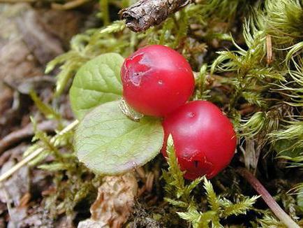 Klopovka (fructe de pădure) proprietăți medicinale și recenzii