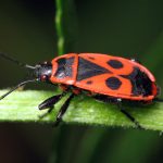 Клоп-солдатик - фото і опис жука-солдатика, як боротися з комахами в домен