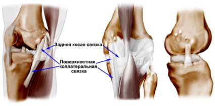 Genunchiul articulației, structura acestuia, dependența de anatomie