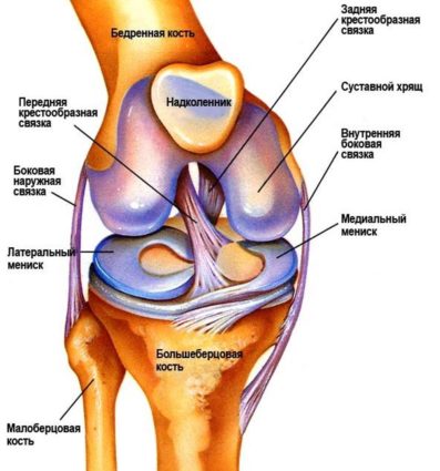 Genunchiul articulației, structura acestuia, dependența de anatomie