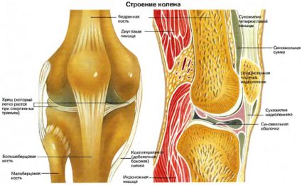 Genunchiul articulației, structura acestuia, dependența de anatomie