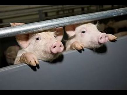 Комбікорм, біодобавки, премікси - відгодівлю свиней для отримання якісного свинячого м'яса