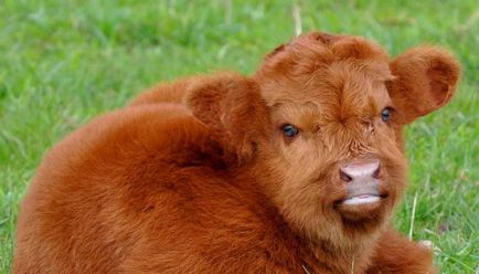 Шута корова опис породи, характеристика, фото