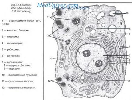 Complexul Golgi