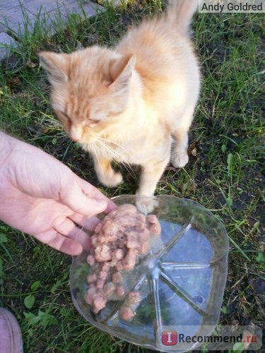 Macskakonzervek darsi - „azt mondta, hogy a macskám faház, amikor megpróbálta felülvizsgálata