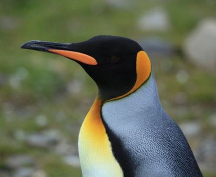 Royal pingvin