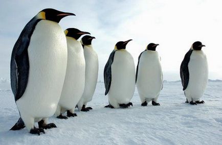 Royal pingvin