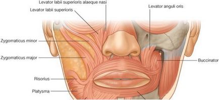 Corectarea formei nasului - protocol practic