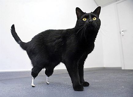 Pisicile cu handicap - amputarea picioarelor