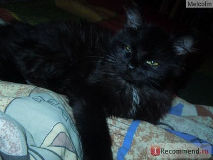 Cat Simon (Simon) Simon macskája