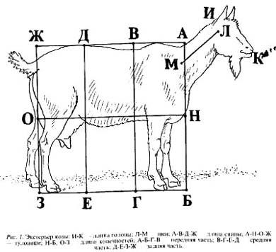 Коза, домашня коза, конституція кози, зуби, моляри, зачепи, щелепу, визначення віку кози,