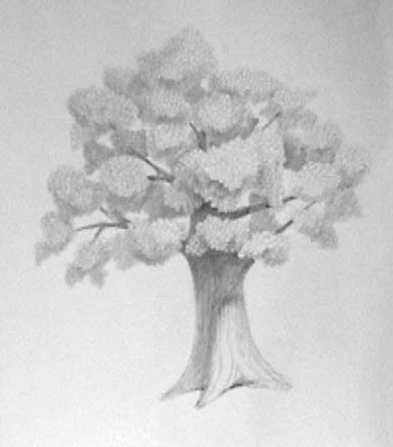 Красиві малюнки дерев з покроковим розбором на сайті
