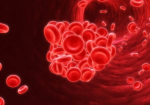 Trifoi roșie proprietăți terapeutice de colesterol, tinctura pentru vasele de sânge