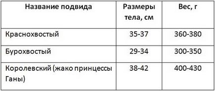 Краснохвостий жако, бурохвостий і королівський жако (фото і відео)