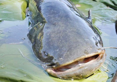 Cârlige pentru prinderea catfish cel mai bun cârlig catfish ce să cumpere cârlige pentru somn