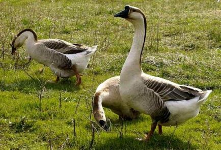 Descrierea rasei de gâște Kuban, gri și alb, în ​​creștere goslings