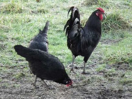 Chicken breed lagshan recenzie, fotografii și clipuri video