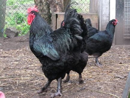 Langshan fajta csirkék - egy leírást a tartalmat, fotók és videók