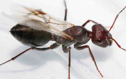 Літаючі мурахи в будинку як позбутися