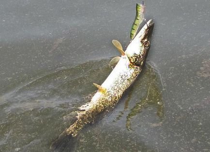 Nyári Fishing csuka - Én szenvedélyes horgászat