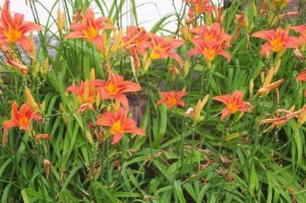 Лілії в саду секрети вирощування примхливого квітки