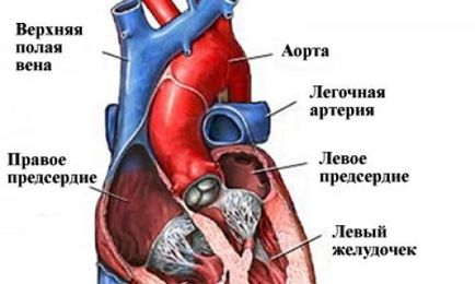 Rezonanța magnetică a inimii de la 8,800 ruble