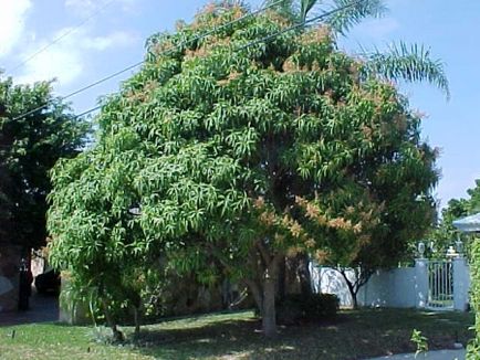 Mango cultivat acasă, flori