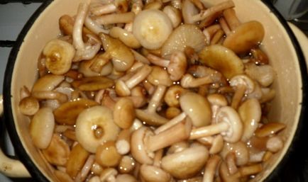 Marinate ciuperci de toamnă pentru rețete de iarnă, cum să murat ciuperci pentru bere de origine