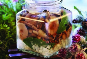 Мариновані сироїжки на зиму - кращі рецепти приготування, грибний сайт